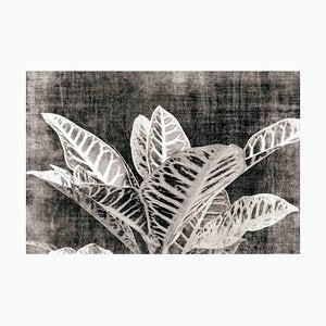 Sumit Mehndiratta, Vintage Croton, 2021, Archival Ink Print on Canvas-CHG-1333027