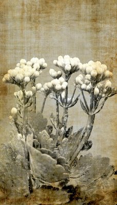 Sumit Mehndiratta, Vintage Jasmine, 2021, Archival Ink Print on Canvas-CHG-1333026