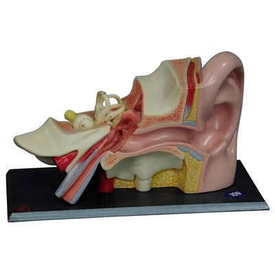 Teaching Aid Modell of an Ear from Somso, 1960s-KJP-1149130