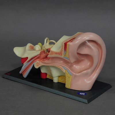 Teaching Aid Modell of an Ear from Somso, 1960s-KJP-1149130