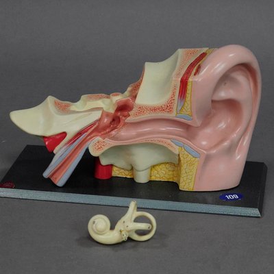 Teaching Aid Modell of an Ear from Somso, 1960s-KJP-1149130