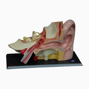 Teaching Aid Modell of an Ear from Somso, 1960s-KJP-1149130