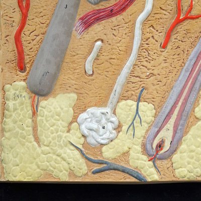 Teaching Aid-Structure of the Human Skin Plaster on Wood, 1920s-KJP-1732628