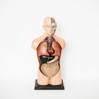 Teaching Anatomical Bust-NZV-1361932