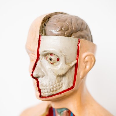 Teaching Anatomical Bust-NZV-1361932