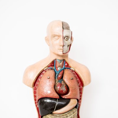 Teaching Anatomical Bust-NZV-1361932