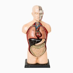 Teaching Anatomical Bust-NZV-1361932