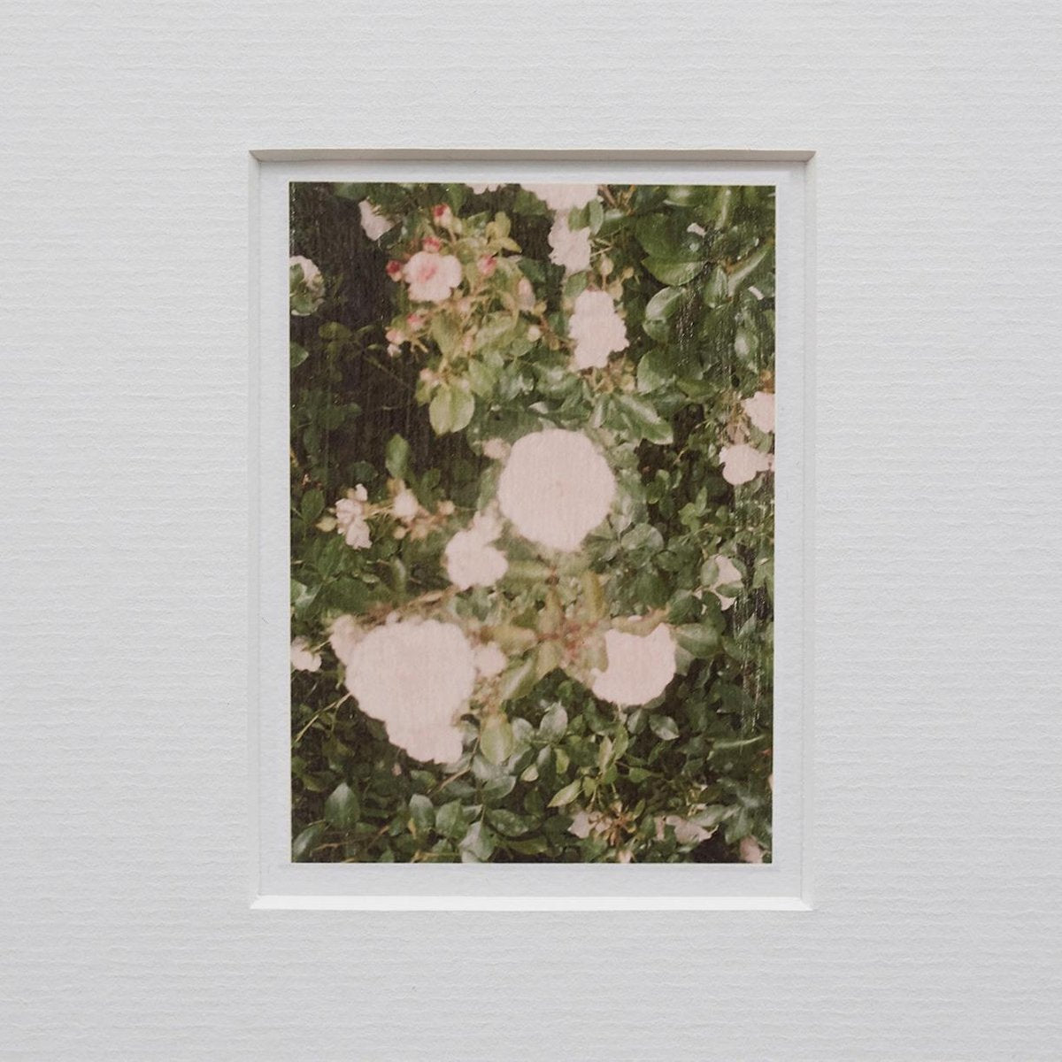 The Rose Garden Nº 32 Print by David Urbano, 2018