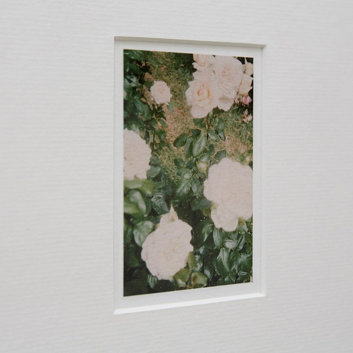 The Rose Garden Nº 35 Print by David Urbano, 2018