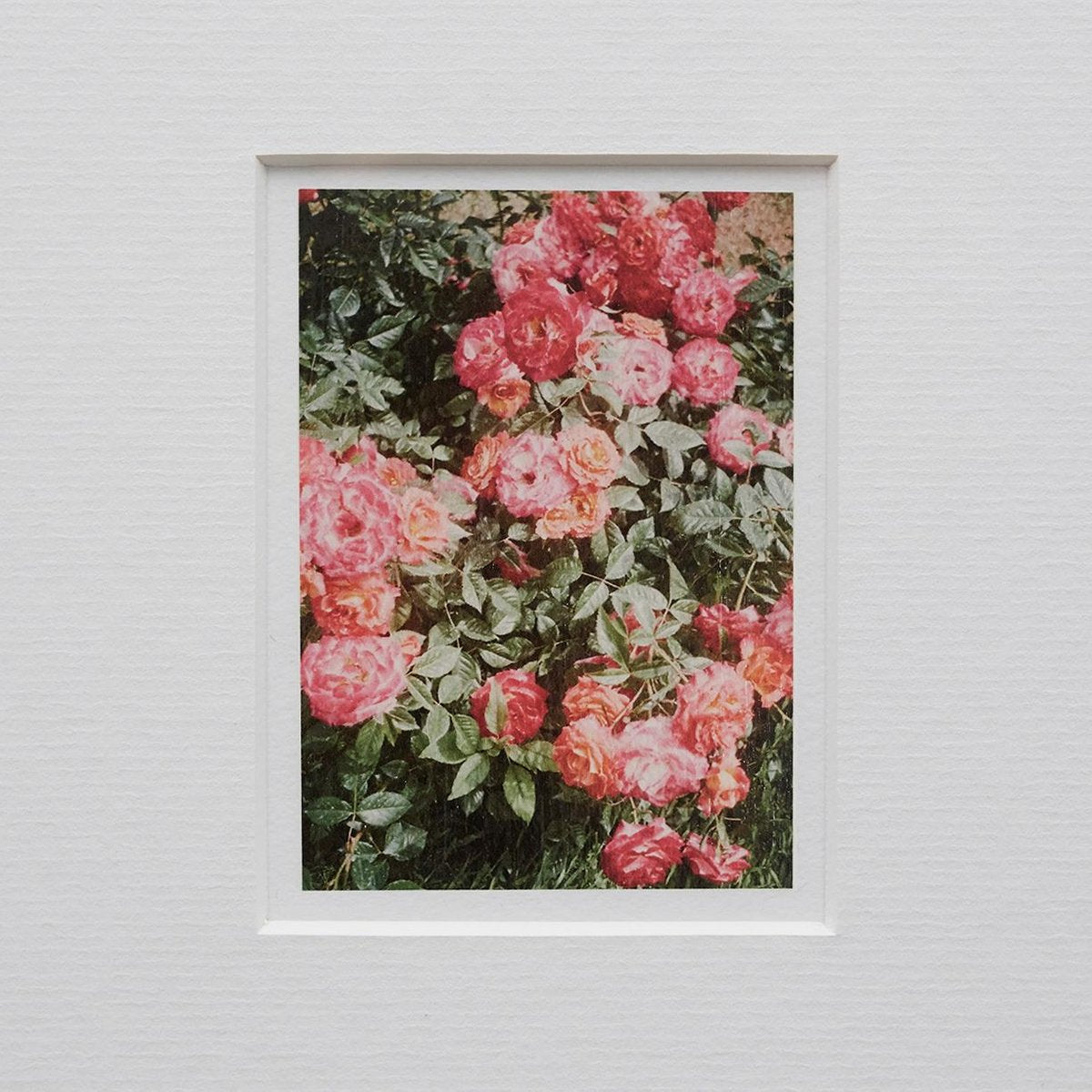 The Rose Garden Prints by David Urbano, 2018, Set of 9