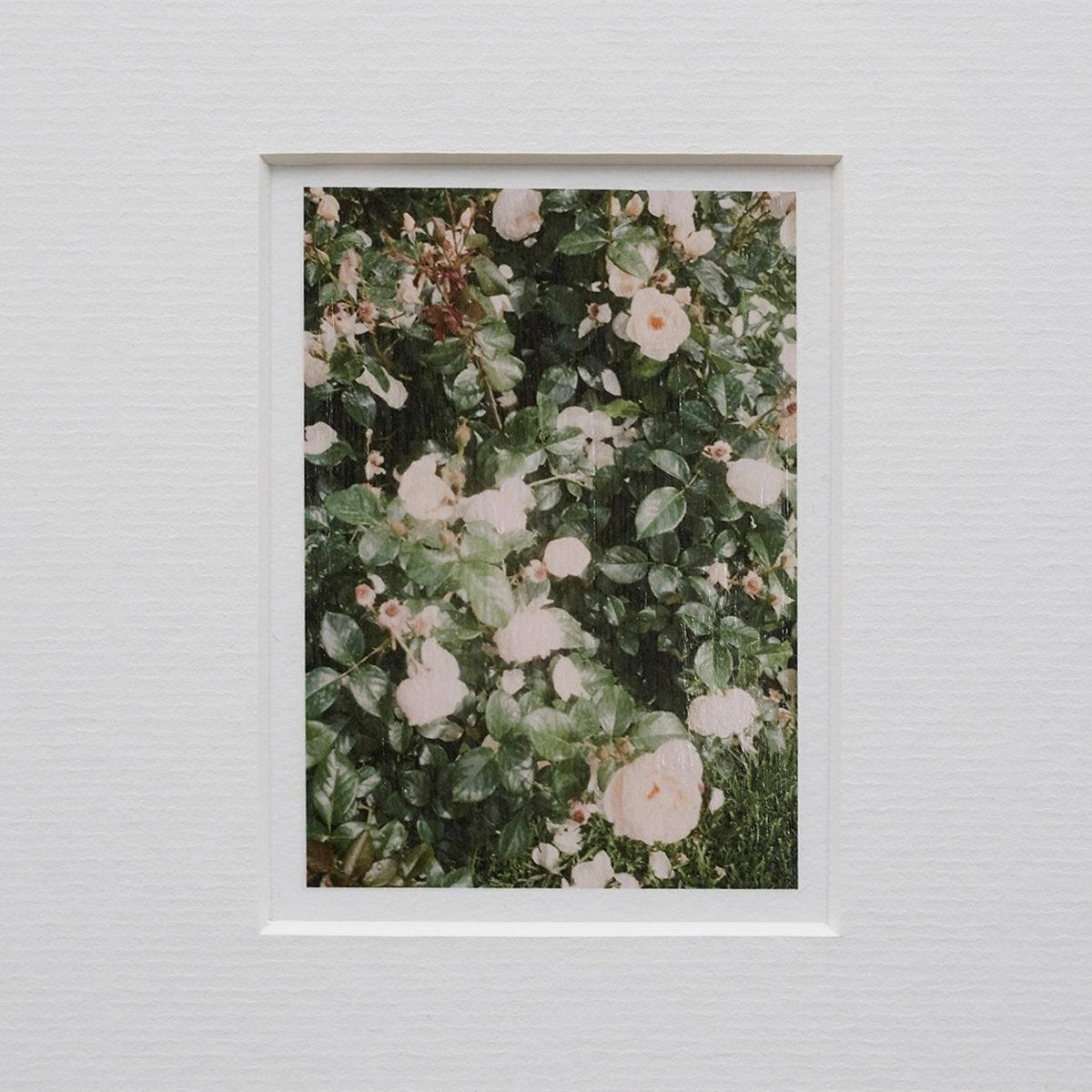 The Rose Garden Prints by David Urbano, 2018, Set of 9