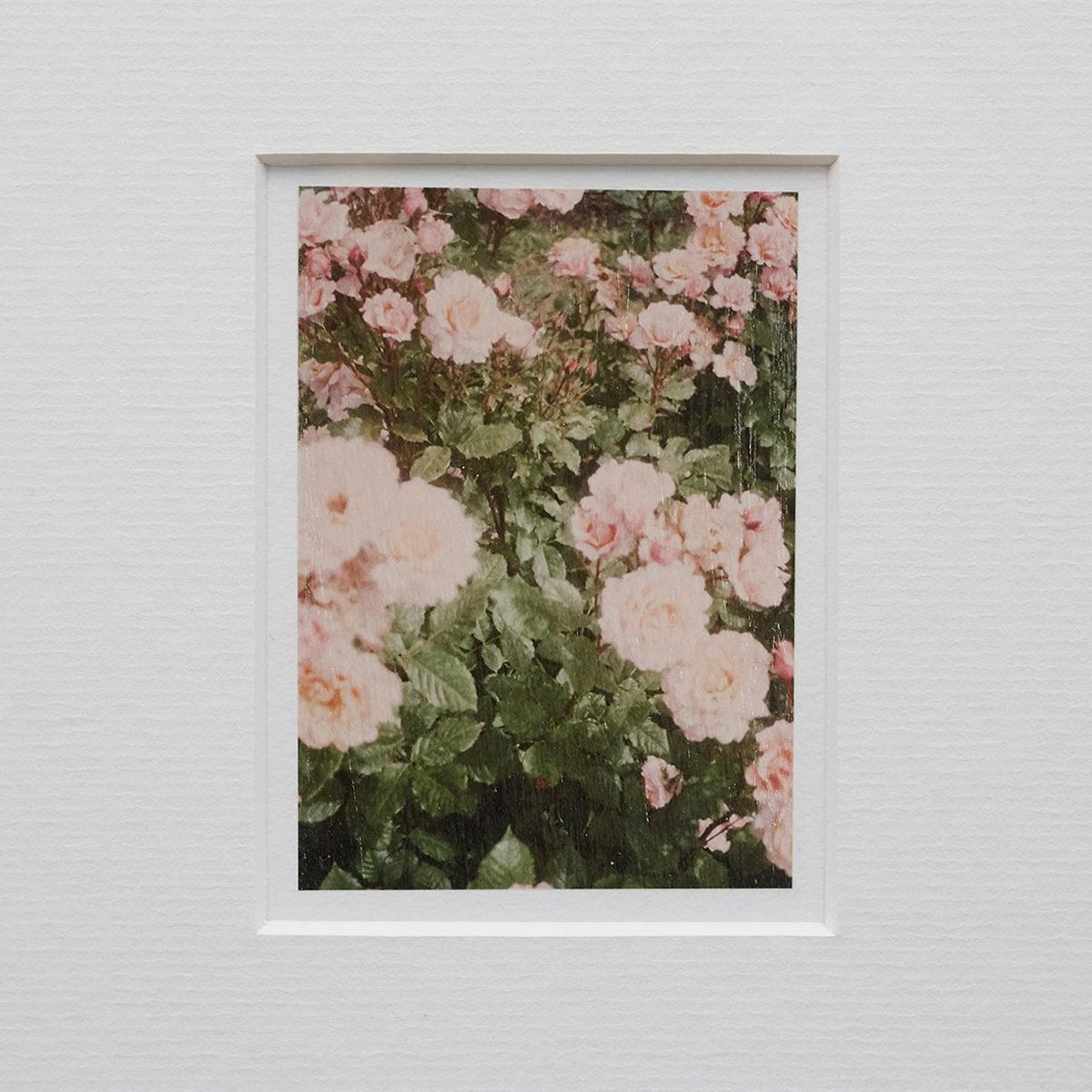 The Rose Garden Prints by David Urbano, 2018, Set of 9