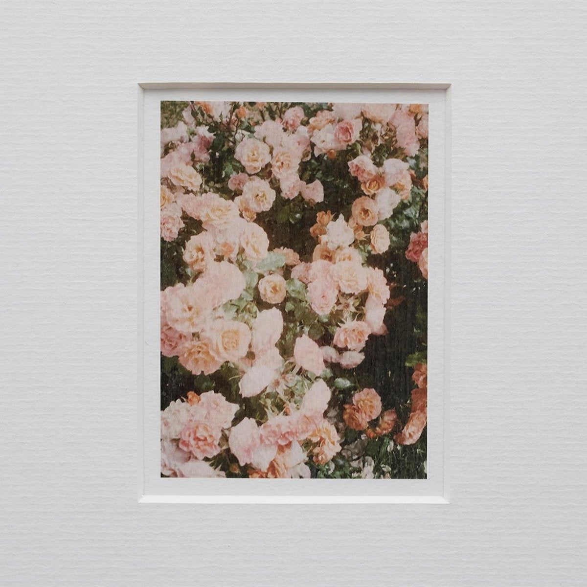 The Rose Garden Prints by David Urbano, 2018, Set of 9