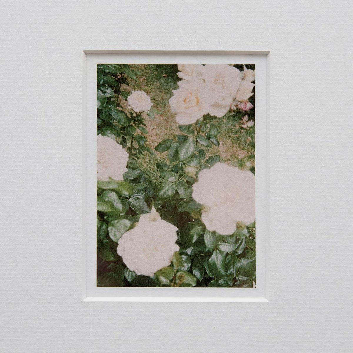 The Rose Garden Prints by David Urbano, 2018, Set of 9