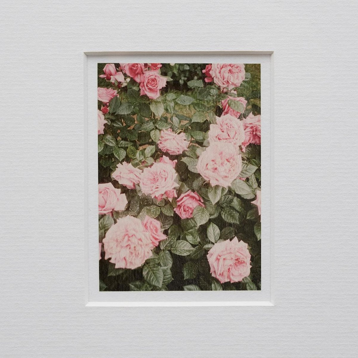 The Rose Garden Prints by David Urbano, 2018, Set of 9