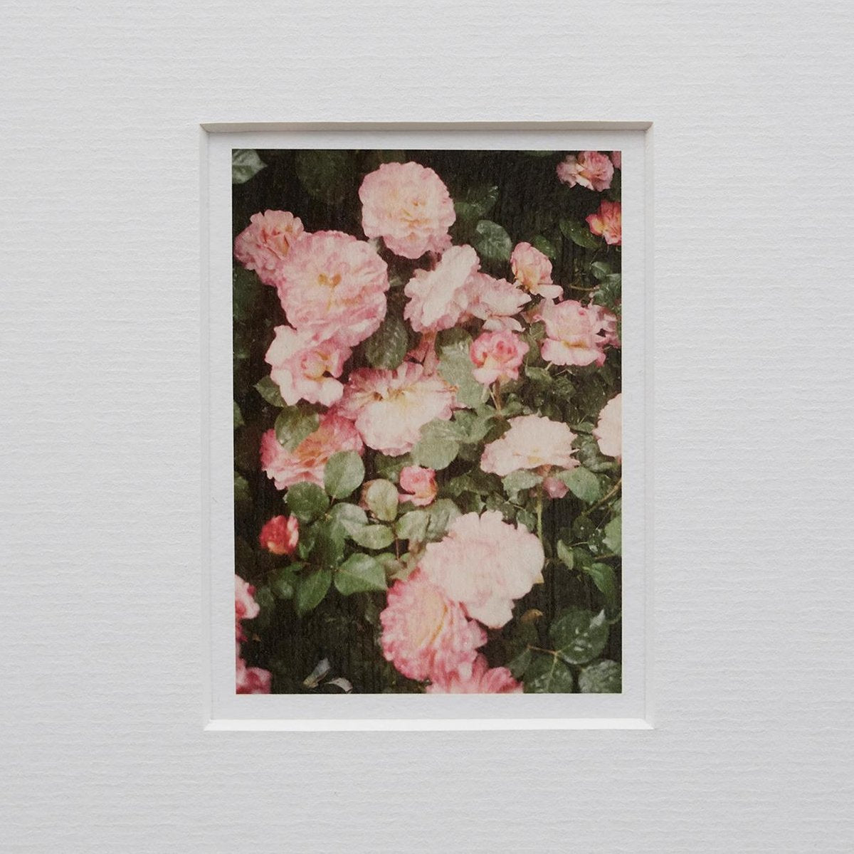 The Rose Garden Prints by David Urbano, 2018, Set of 9