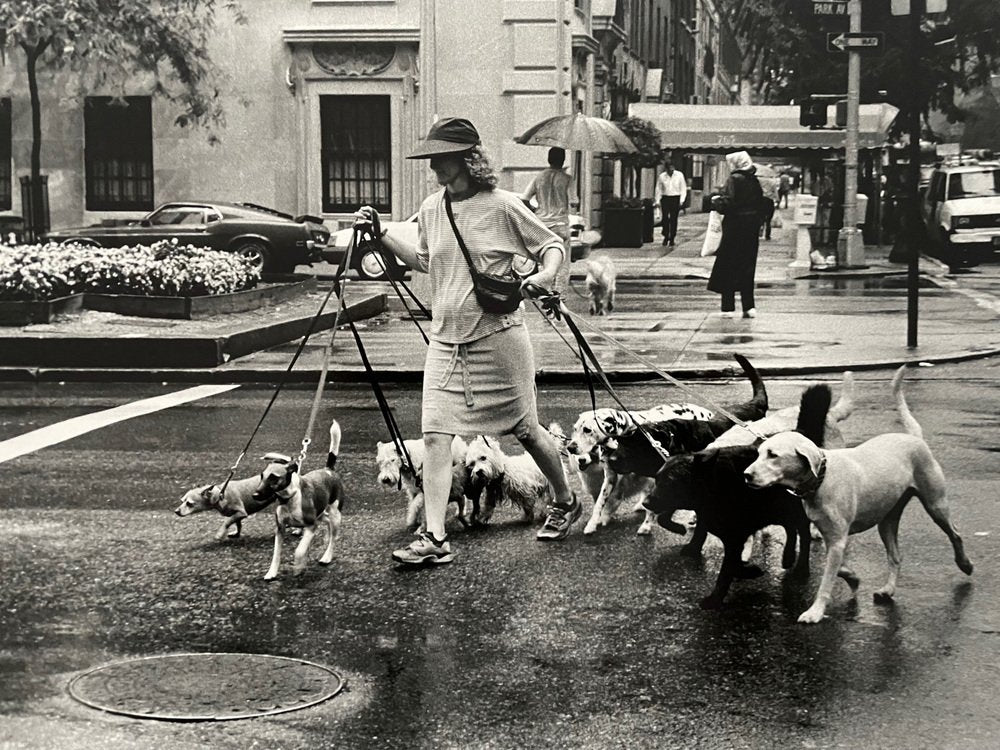 Thomas Consani, New York (Ten Dogs), 1994, Silver Print