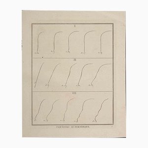 Thomas Holloway - Contours of Foreheads - Original Etching by Thomas Holloway - 1810-ZCI-1165766