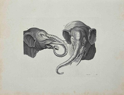 Thomas Holloway, Elephants, Original Etching, 1810-ZCI-1379307