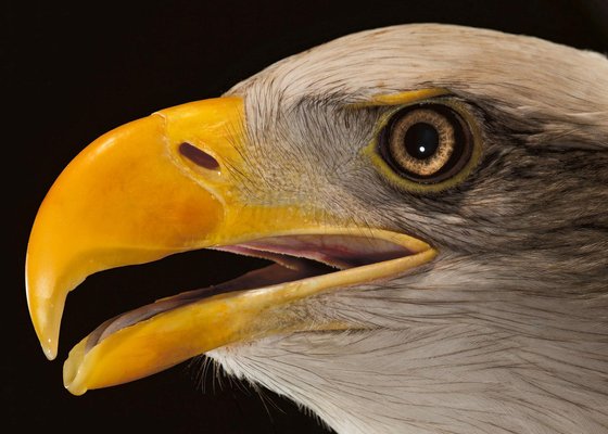 Tim Platt, Bald Eagle #3, 2013, Archival Pigment Print-OBQ-1821501