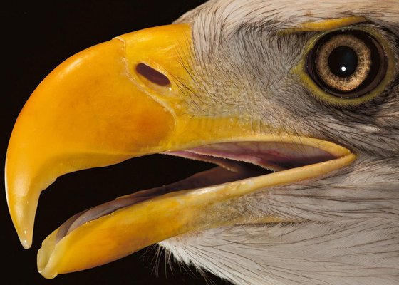 Tim Platt, Bald Eagle #3, 2013, Archival Pigment Print-OBQ-1821501