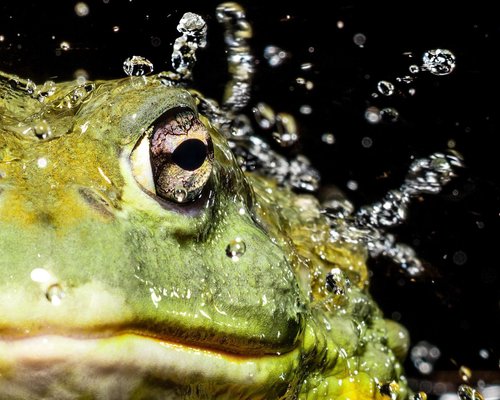 Tim Platt, Bullfrog #1, 2015, Archival Pigment Print-OBQ-1752057