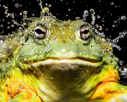 Tim Platt, Bullfrog #1, 2015, Archival Pigment Print-OBQ-1752057