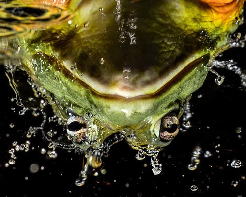 Tim Platt, Bullfrog #1, 2015, Archival Pigment Print-OBQ-1752057