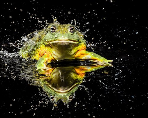 Tim Platt, Bullfrog #1, 2015, Archival Pigment Print-OBQ-1752057