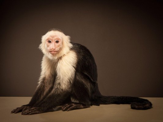 Tim Platt, Capuchin 1, 2014, Archival Pigment Print-OBQ-1092698