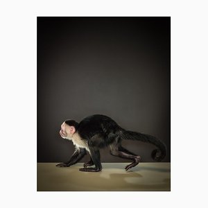 Tim Platt, Capuchin 3, 2014, Limited Edition Fine Art Print-OBQ-1357587