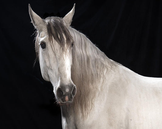 Tim Platt, Ehpico Datela Purebred Lusitano Stallion #5, Pigment Print, 2018