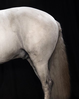 Tim Platt, Ehpico Datela Purebred Lusitano Stallion #5, Pigment Print, 2018-OBQ-942946