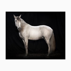 Tim Platt, Ehpico Datela Purebred Lusitano Stallion #5, Pigment Print, 2018-OBQ-942946