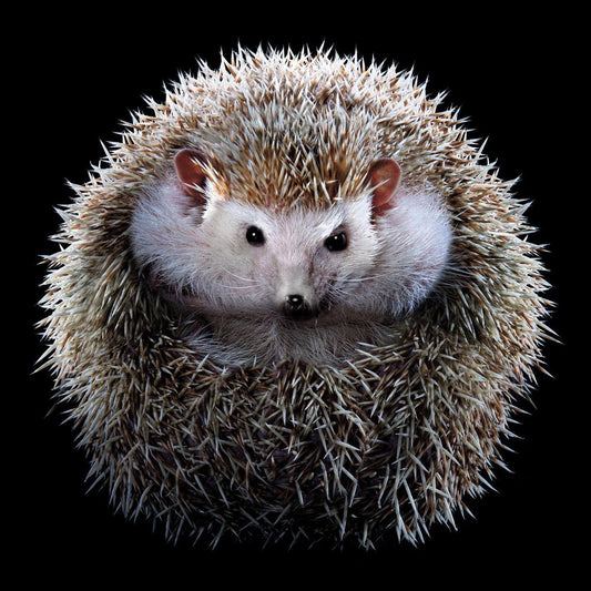 Tim Platt, Hedgehog #1, 2017, Archival Pigment Print