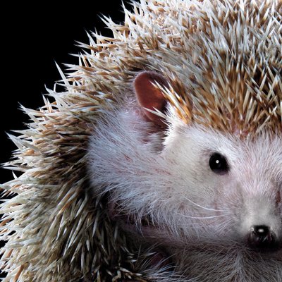 Tim Platt, Hedgehog #1, 2017, Archival Pigment Print-OBQ-1801571