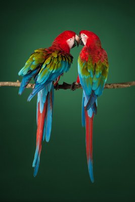 Tim Platt, Macaw #2, Photographic Fine Art Print, 2013-OBQ-1413999