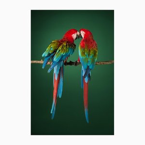 Tim Platt, Macaw #2, Photographic Fine Art Print, 2013-OBQ-1413999