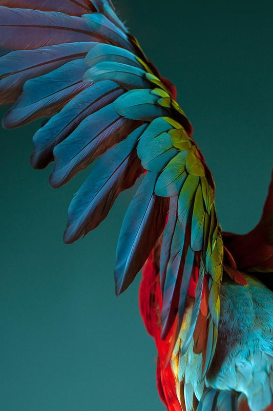 Tim Platt, Macaw #3, 2013, Archival Pigment Print