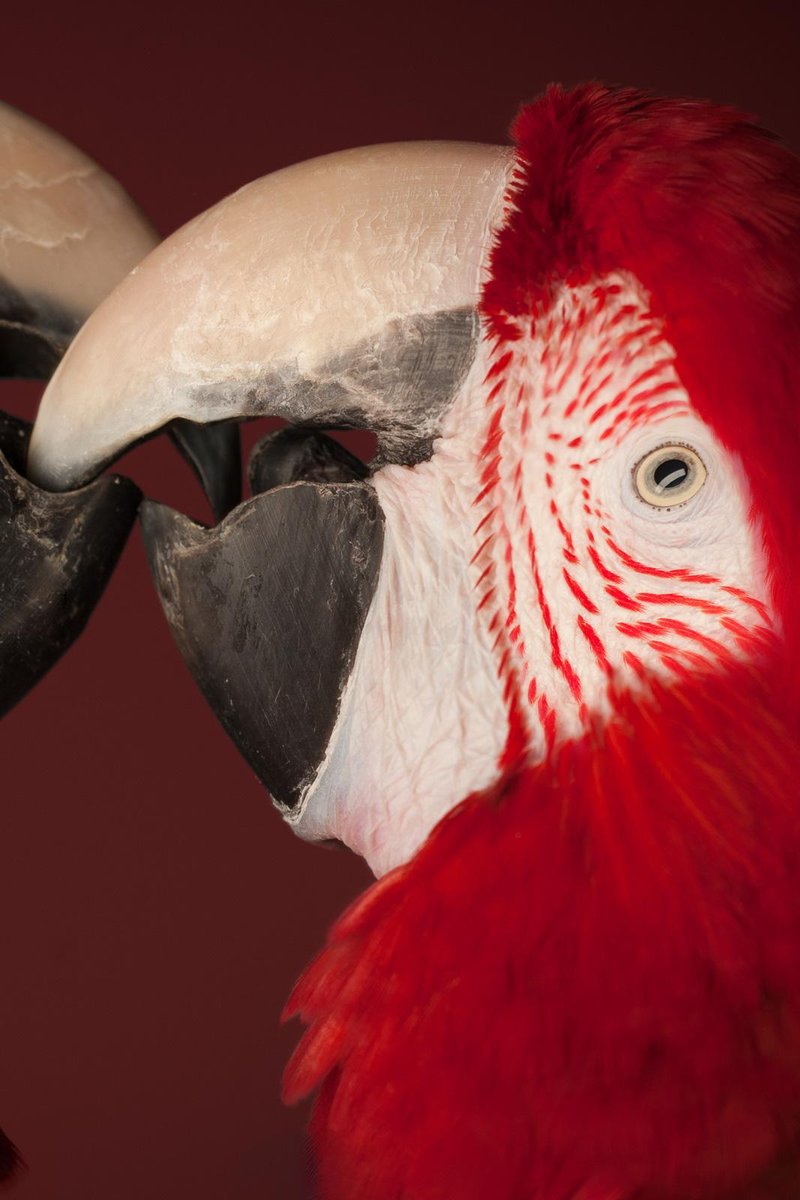 Tim Platt, Macaw #4, Fine Art Print, 2013