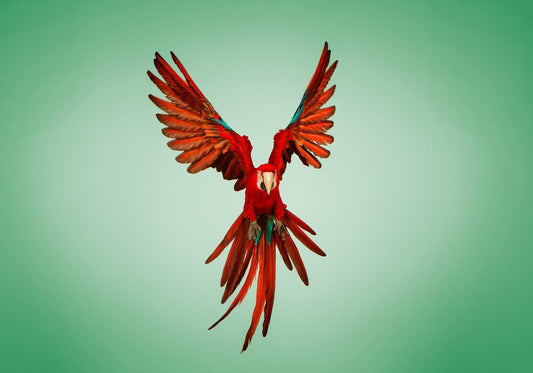 Tim Platt, Macaw #6, Fine Art Print, 2013