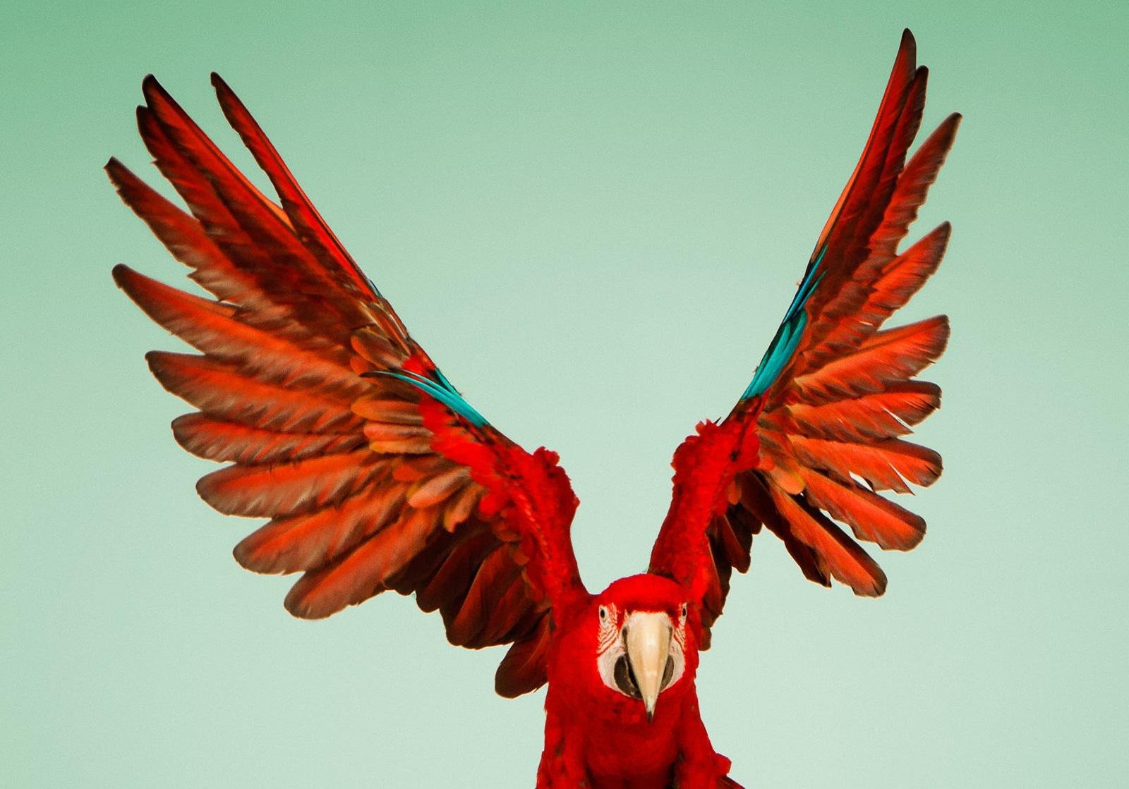 Tim Platt, Macaw #6, Fine Art Print, 2013