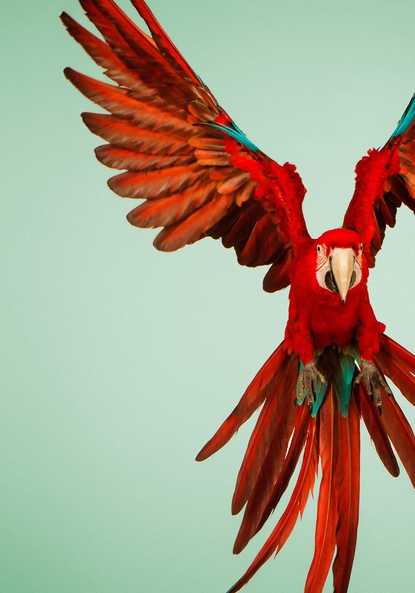 Tim Platt, Macaw #6, Fine Art Print, 2013