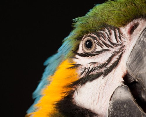 Tim Platt, Macaw #8, 2013, Archival Pigment Print-OBQ-942982