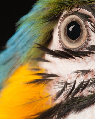 Tim Platt, Macaw #8, 2013, Archival Pigment Print-OBQ-942982