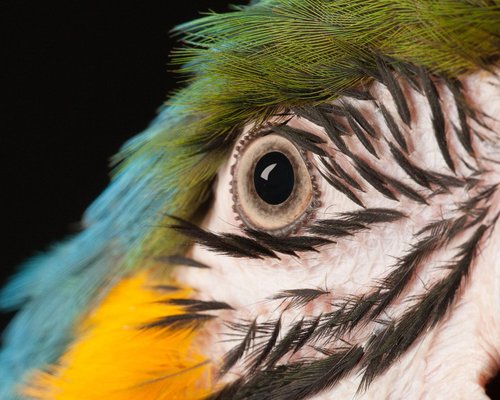 Tim Platt, Macaw #8, 2013, Archival Pigment Print-OBQ-942982