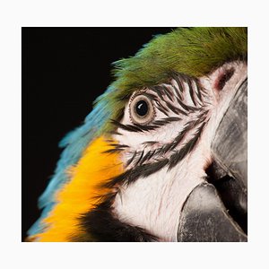 Tim Platt, Macaw #8, 2013, Archival Pigment Print-OBQ-942982