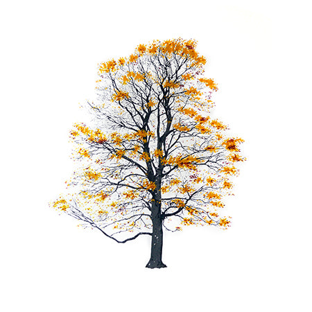 Tree Autumn - Painting by Magis