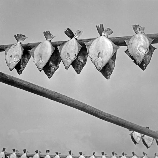 Turbots Hanging Out for Drying, Germany, 1930, Photograph