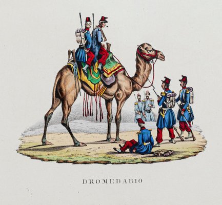 Unknown, Dromedary, Hand Colored Lithograph, 19th Century-ZCI-1760468